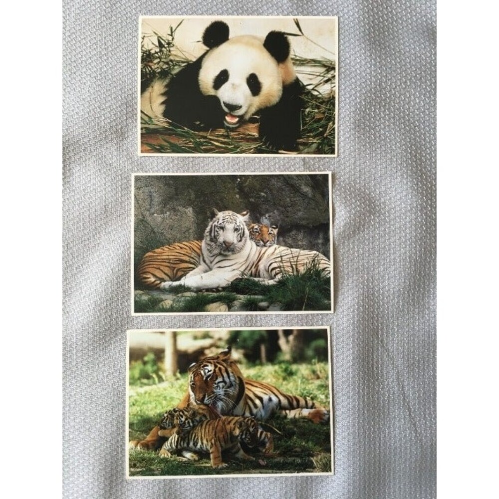Vintage National Zoo Washington, DC Postcards Panda Albino Tigers